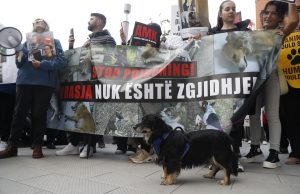 Video/ “Mjaft më”! Shqiptarët ngrihen kundër abuzimit me kafshët. Kërkohet hetim nga SPAK për fondet e bashkive