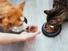 Ushqimi komercial vs. ushqimi shtëpiak. Përse duhet patjetër këshilla e veterinerëve për një ushqyerje të shëndetshme për qentë dhe macet.