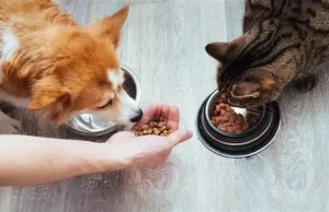 Ushqimi komercial vs. ushqimi shtëpiak. Përse duhet patjetër këshilla e veterinerëve për një ushqyerje të shëndetshme për qentë dhe macet.