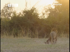 Luani shpëton hienën shtatzënë nga qentë e egër! Dokumentari i ri i David Attenborough trondit shikuesit