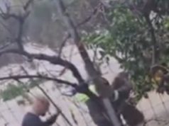 Pamjet/ Zjarrfikësit shpëtojnë një qen nga mbytja në koliben e tij në Dërmish, Finiq