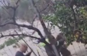 Pamjet/ Zjarrfikësit shpëtojnë një qen nga mbytja në koliben e tij në Dërmish, Finiq