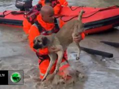 Qeni mbetet i bllokuar mes ujit, shpëtohet nga ushtria pranë Urës së Mifolit