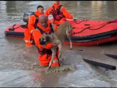 Pamjet/ Qeni mbetet i bllokuar mes ujit, shpëtohet nga ushtria pranë Urës së Mifolit