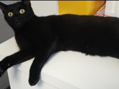 Në cilat vende macja e zezë është simbol i fatit të mirë?