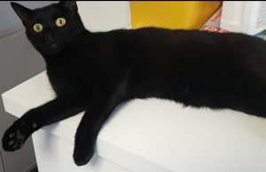 Në cilat vende macja e zezë është simbol i fatit të mirë?