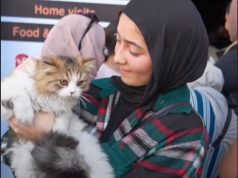 Gaza, veterinerët e mbetur pa klinika shëtisin lagjje më lagjje për të ofruar mbështetje për vullnetarët që kujdesen për macet