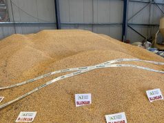 AKU bllokon 25 tonë misër nga Serbia për shkak të aflatoxinës mbi normat e lejuara. Ngarkesa do shkarkohej në Elbasan