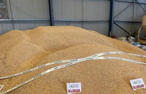 AKU bllokon 25 tonë misër nga Serbia për shkak të aflatoxinës mbi normat e lejuara. Ngarkesa do shkarkohej në Elbasan