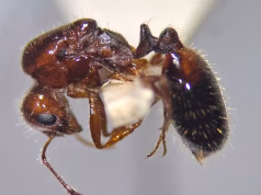 “Milingonat e kuqe” nga Amerika Latine mbërrijnë në Itali – pickojnë njerëzit, rrezikojnë ekosistemet dhe bujqësinë në shkallë të gjerë