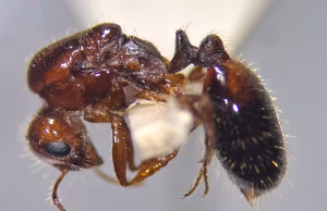 “Milingonat e kuqe” nga Amerika Latine mbërrijnë në Itali – pickojnë njerëzit, rrezikojnë ekosistemet dhe bujqësinë në shkallë të gjerë