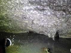 U zbulua rrjeta më e madhe e merimangave në botë në kufirin Shqipëri–Greqi