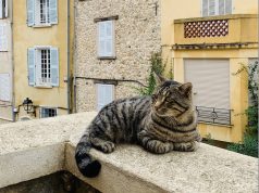 Si të shmangni rënien e maces nga ballkoni