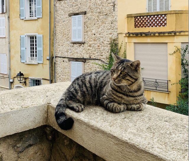 com-evitare-la-caduta-del-gatto-dal-balcone