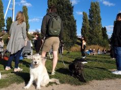 Në Gjermani, për të marrë një qen duhet të kalosh provimin – rregull i ri për pronësinë e përgjegjshme të kafshëve