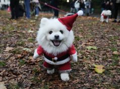 Parada e Krishtlindjeve në Londër/ Mbi 150 qen “pushtojnë” parkun të veshur si babagjyshë