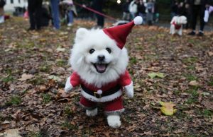 Parada e Krishtlindjeve në Londër/ Mbi 150 qen “pushtojnë” parkun të veshur si babagjyshë