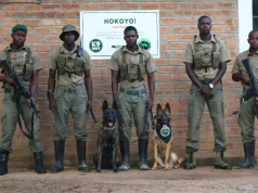 Qentë nga Europa që po ndalojnë gjuetinë ilegale në Afrikë