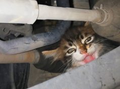 Kujdes macet! Mos e ndizni makinën pa e goditur pak me dorë përpara se të hipni. 4-putroshet strehohen nën automjete sepse është ngrohtë