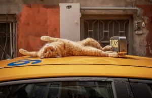 Stambolli, BBC i kushton reportazh “perandorisë” së maceve. Ja çfarë e bën të veçantë