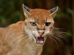 Macja e artë afrikane, specie misterioze drejt zhdukjes – inteligjenca artificiale po ndihmon në shpëtimin e saj