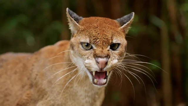 still-5-20251114065934757