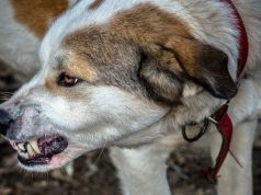 Organizuan gara të jashtëligjshme me qen, 9 persona nga Maqedonia e veriut dhe Kosova arrestohen në Manastir