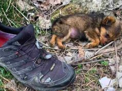 Këlyshi i braktisur që u gjet brenda një këpuce – historia prekëse që po bën xhiron e botës