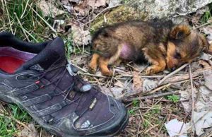 Këlyshi i braktisur që u gjet brenda një këpuce – historia prekëse që po bën xhiron e botës