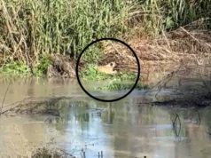 Qeni mbetet i bllokuar mes ujit, kërkohet ndërhyrja me skaf për të shpëtuar kafshën