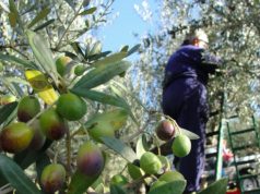 Berat, tragjedi në ullishtë. Vjelësi bie nga pema dhe gjen vdekjen