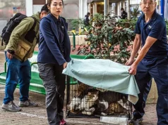 Hong-Kong, në kompleksin e djegur jo vetëm ambulanca për njerëz, por dhe për kafshët