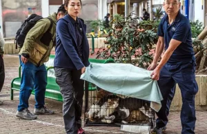Hong-Kong, në kompleksin e djegur jo vetëm ambulanca për njerëz, por dhe për kafshët
