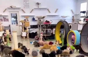 Historia e Belës, qeni që zgjodhi 350 mace si familje (VIDEO)