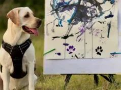 Një Dali me 4 putra. Qeni piktor nga India që po i habit të gjithë