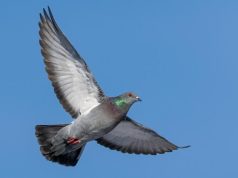 “GPS”-i magnetik i pëllumbave ndodhet në veshin e brendshëm