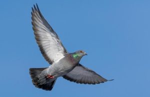 “GPS”-i magnetik i pëllumbave ndodhet në veshin e brendshëm