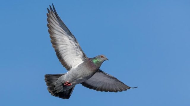 162044436-74a8375e-2884-4e44-a8b5-c2eacbf7c77e