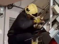 Video/ Macja e Astirit shpëtohet nga zjarrfikësit pas alarmit të ngritur nga animalistët