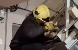 Video/ Macja e Astirit shpëtohet nga zjarrfikësit pas alarmit të ngritur nga animalistët