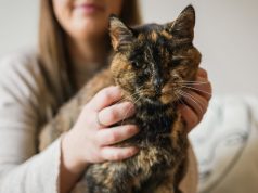 Macja më e vjetër në botë feston 30-vjetorin