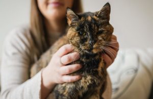 Mbush 30 vjeç/ Macja më e vjetër në botë feston ditëlindjen.