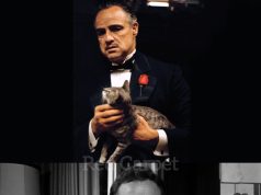 Macja që hyri rastësisht në histori: sekreti i paplanifikuar i skenës hapëse të The Godfather