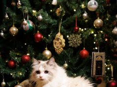 Kryeministri britanik Starmer uron Krishtlindjet me anëtarin më të vogël të familjes