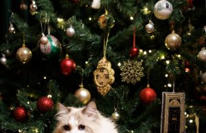 Kryeministri britanik Starmer uron Krishtlindjet me anëtarin më të vogël të familjes