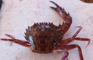 Gaforrja aliene e Detit të Kuq mbërrin në Sicili dhe përparon drejt Mesdheut.