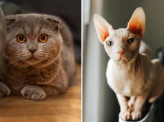 Holanda ndalon macet Scottish Fold dhe Sphynx: “Produkt i seleksionimit ekstrem, vuajnë nga probleme serioze shëndetësore”