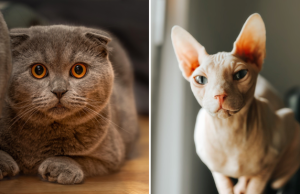 Holanda ndalon macet Scottish Fold dhe Sphynx: “Produkt i seleksionimit ekstrem, vuajnë nga probleme serioze shëndetësore”