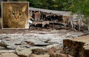 Mrekulli pas stuhisë: Macja e humbur gjatë uraganit Helene ribashkohet me familjen pas 443 ditësh