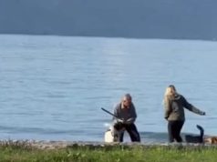 Lajm është kur njeriu ha qenin! Postulati për gazetarët fillestarë që vlen sot për mediat të cilat po keqinterpretojnë videon nga Vlora. Turistja i qetësoi qentë endacakë duke i hequr shkopin të moshuarit